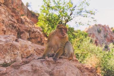 Monkey sitting on rock