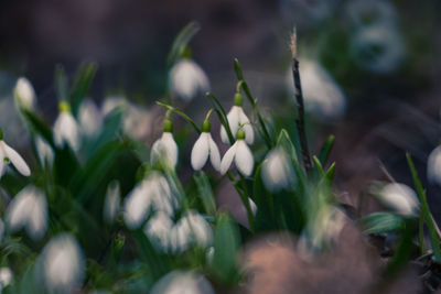 Close-up of white flowering plants on field