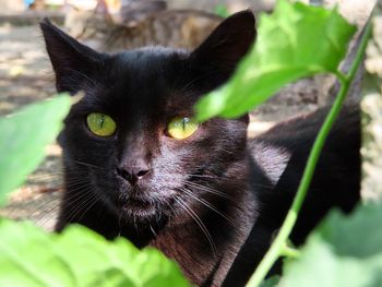 Close-up portrait of black cat