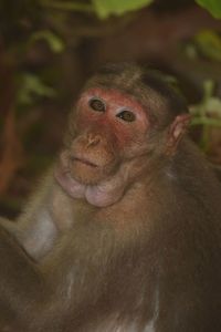 Portrait of monkey