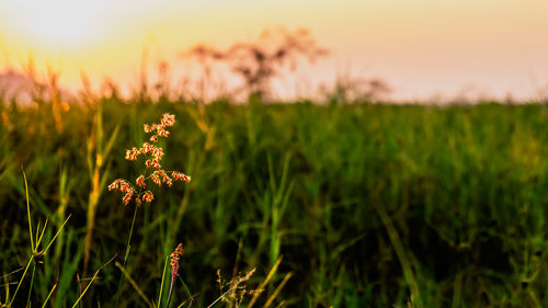 Close-up of flowering plant on field against sky