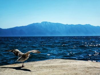 Seagull on a sea against mountain range