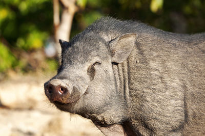 Close up portrait of wild boar