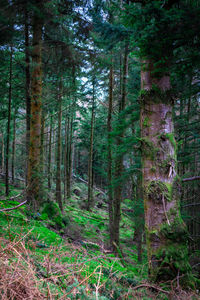 Trees in forest