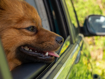 Close-up of dog