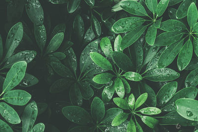 Full frame shot of raindrops on leaves