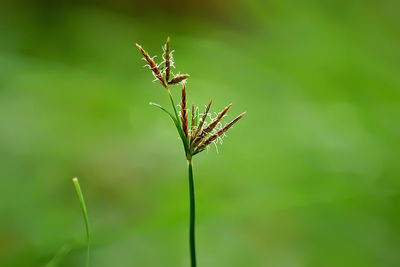 Close-up of green plant