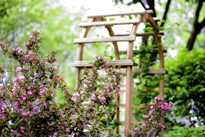 Close-up of pink flowering plant in garden