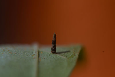 Close-up of moth on leaf