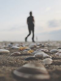 Close-up of seashells with man walking in background at beach