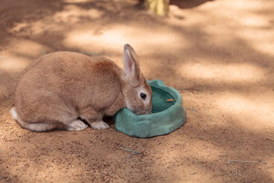 High angle view of brown rabbit eating from bowl on field