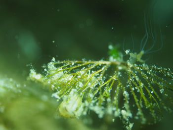 A plant part with polyp in background