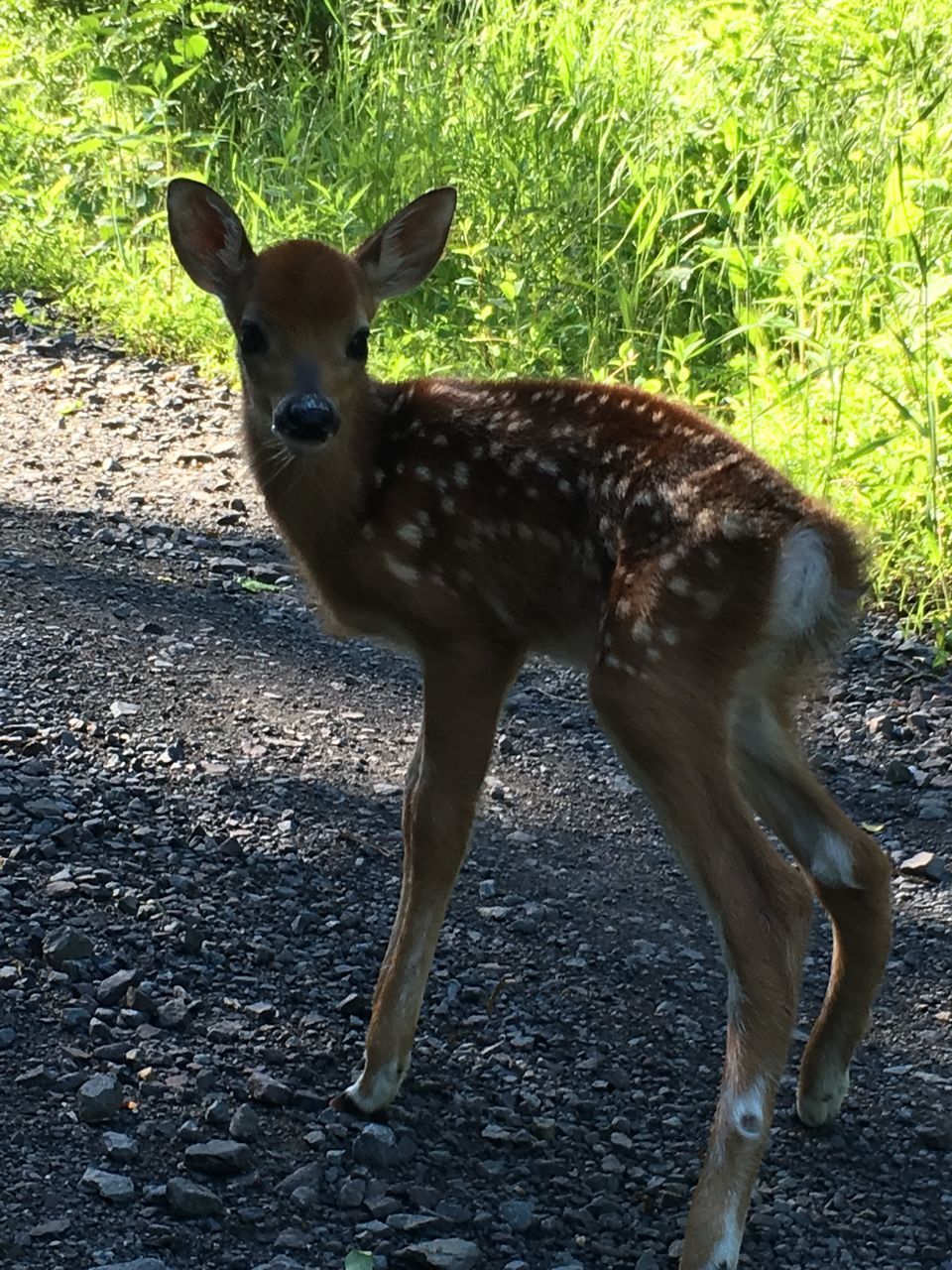 DEER STANDING ON FIELD