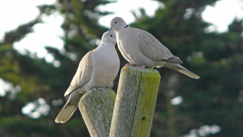 Close-up of birds perching on wooden post