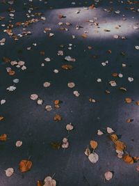 High angle view of autumn leaves on street