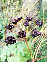 Close-up of black berries growing on plant