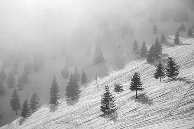 Pine trees on snow covered land