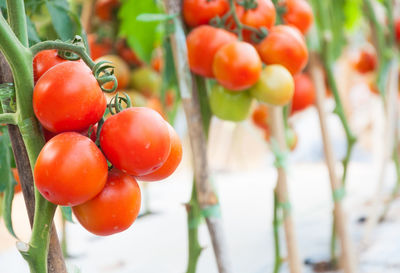 Close-up of tomatoes growing on tree