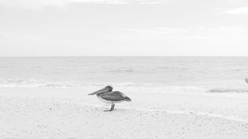 Bird perching on beach by sea against sky