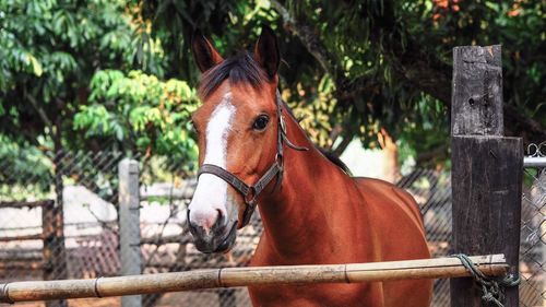 Horse standing against trees