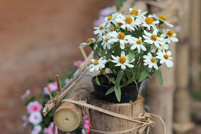 Close-up of flowers