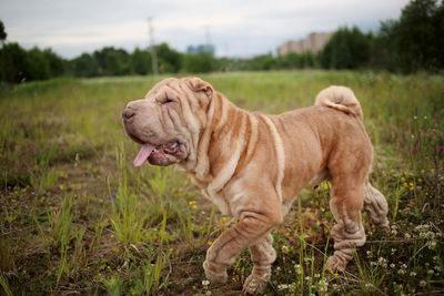 View of a dog on field