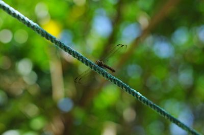 Close-up of insect on plant