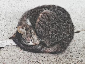 High angle view of cat sleeping