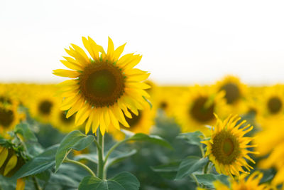 Sunflower on a sunflower field