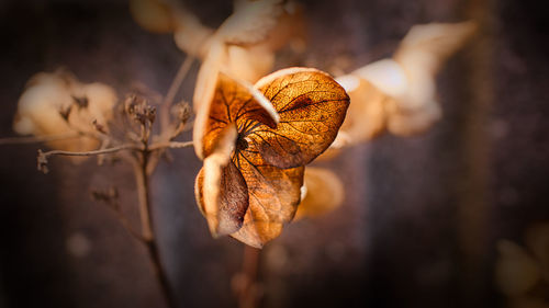 Close-up of dried plant