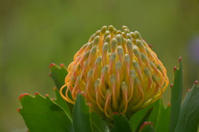 Close-up of purple flowering plant