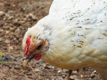 Close-up of a bird female chicken or hen