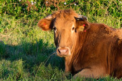 Animal grazing on grassy field