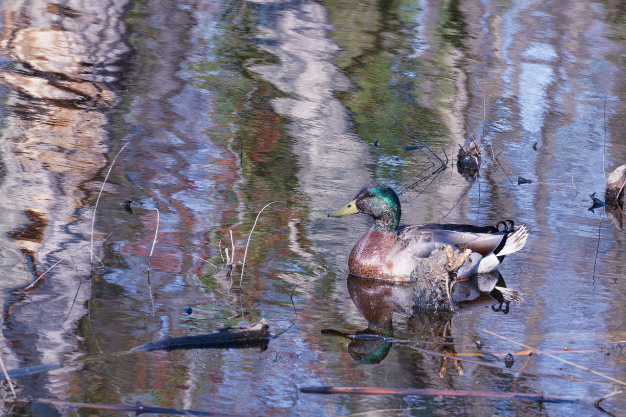 HIGH ANGLE VIEW OF BIRD IN LAKE