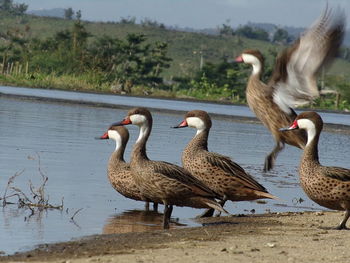 Ducks on lake shore