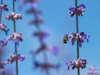 Close-up of purple flowering plant against blue sky