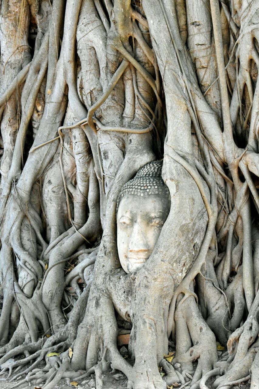 STATUE OF ROOTS