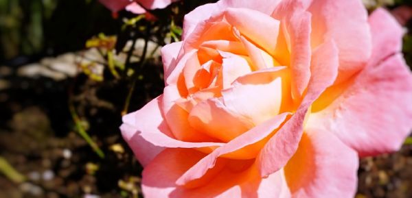 Close-up of pink rose