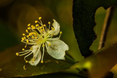 Close-up of flowering plant