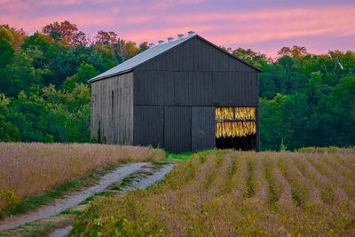 Freshly cut tobacco hanging in a tobacco barn with gravel road.