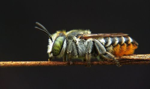 Close-up of insect