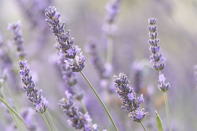 Close-up of purple flowering plants on field. lavender