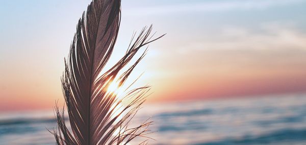 Close-up of stalks against sky during sunset