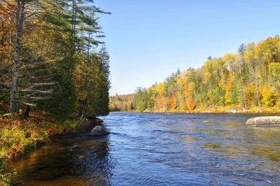 Scenic view of river in forest against clear sky during autumn