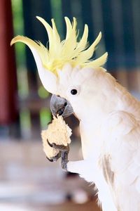 Close-up of parrot perching on branch