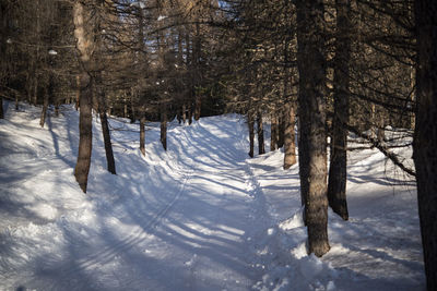 Trees on snow covered land