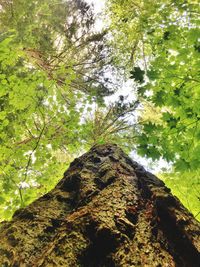 Low angle view of trees in forest