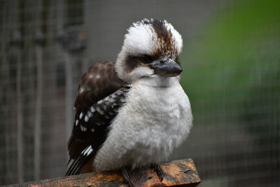 Close-up of bird perching outdoors