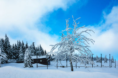 Bare trees on snow covered landscape against blue sky