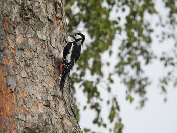 Close-up of woodpecker on tree trunk